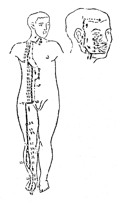 Меридиан желудка III