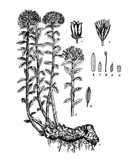 Рис. 2. Rhodiola rosea L.: 1 — общий вид, 2 — верхняя часть генеративного побега, 3 — листовка с семенами, 4 — группа листовок, 5 — мужской дветок, 6 — лепесток, 7 — чашелистик, 8 — тычинка, 9 — плодолистик, 10 — подпестичная чешуйка. 