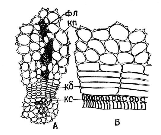 Рис. 4. Поперечный (А) и радиальный (Б) срезы корневища в области сосудисто-волокнистого пучка. Увел. 280×. Обозначения те же, что па рис. 3; кп - клетки паренхимы. 