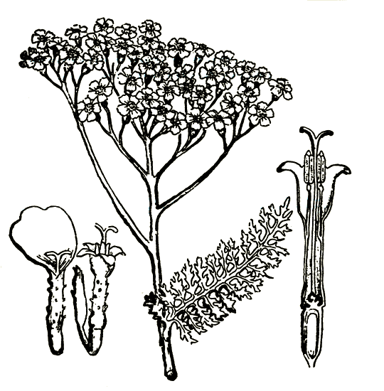 Рис. 1. Achillea rnillefolium — тысячелистник обыкновенный