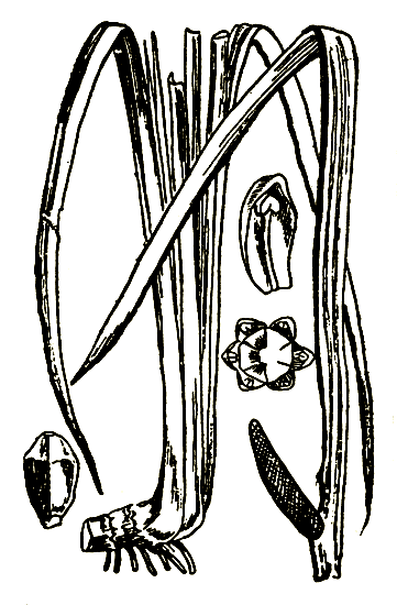 Рис. 2. Acorus calamus — Аир болотный