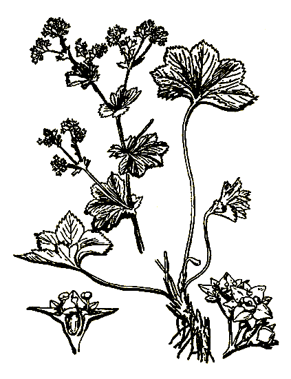 Рис. 3. Akhemilla vulgaris — манжетка обыкновенная