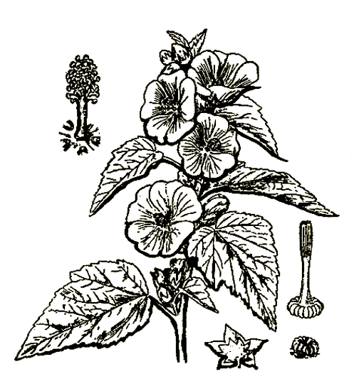 Рис. 4. Althaea officinalis — алтей лекарственный