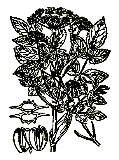 Рис. 5. Angelica silvestris — дудник лесной