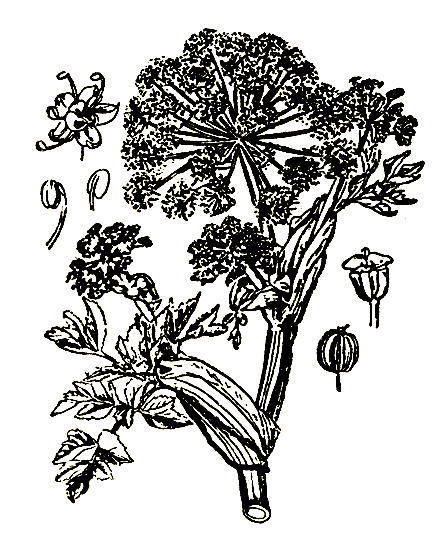 Рис. 6. Archangelica officinalis Hoffm — дягиль лекарственный