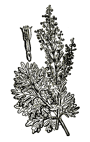Рис. 7. Artemisia absinthium - полынь горькая
