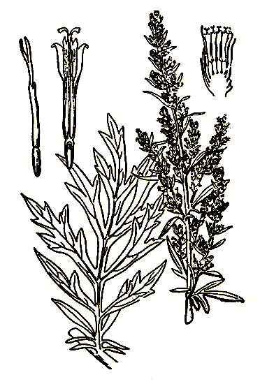 Рис. 8. Artemisia vulgaris — чернобыльник