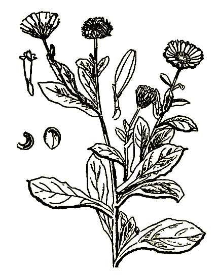Рис. 10. Calendula officinalis — ноготки лекарственные
