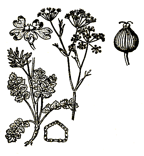 Рис. 11. Carum carvi — тмин обыкновенный