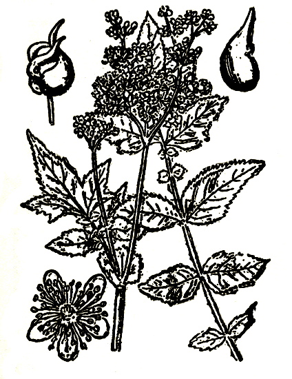 Рис. 14. Etipharasia officinalis — очанка лекарственная