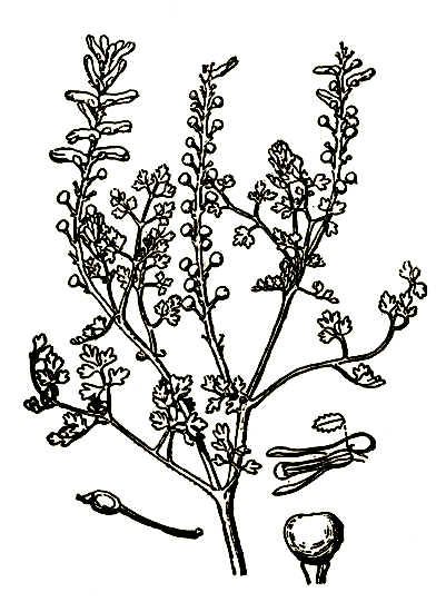 Рис. 16. Fumaria officinalis — дымянка лекарственная