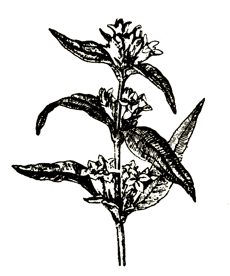 Рис. 17. Gentiana cruciata — горечавка перекрестнолистная