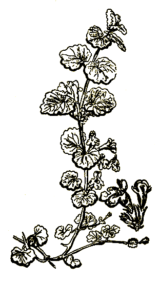 Рис. 18. Glechoma hederacea — будра плющевидная