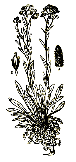 Рис. 20. Helichrysum arenarium - цмин песчаный