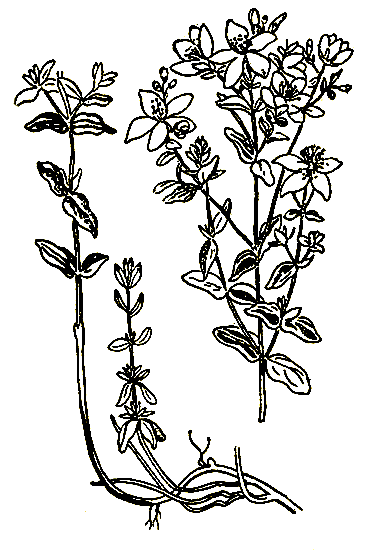Рис. 21. Hypencum perforatum — зверобой обыкновенный