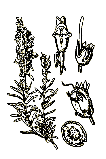Рис. 24. Linaria vulgaris Mill — льнянка обыкновенная
