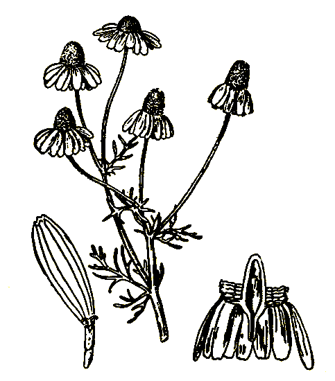 Рис. 25. Matricaria chamomilla — ромашка дикая