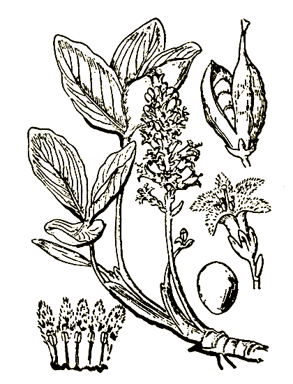 Рис. 28. Menyanthes trifoliafa — вахта трехлистная