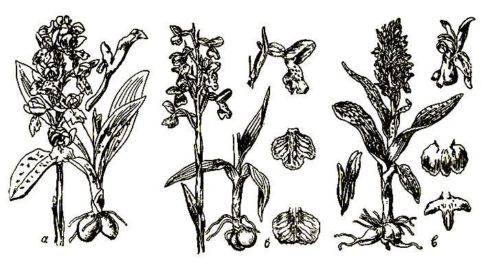Рис. 29. Orchis - яртышник; а) Orchis mascula - я. мужской; б) Orchis morio - я. дремлик; в) Orchis latifolia - я. широколистный