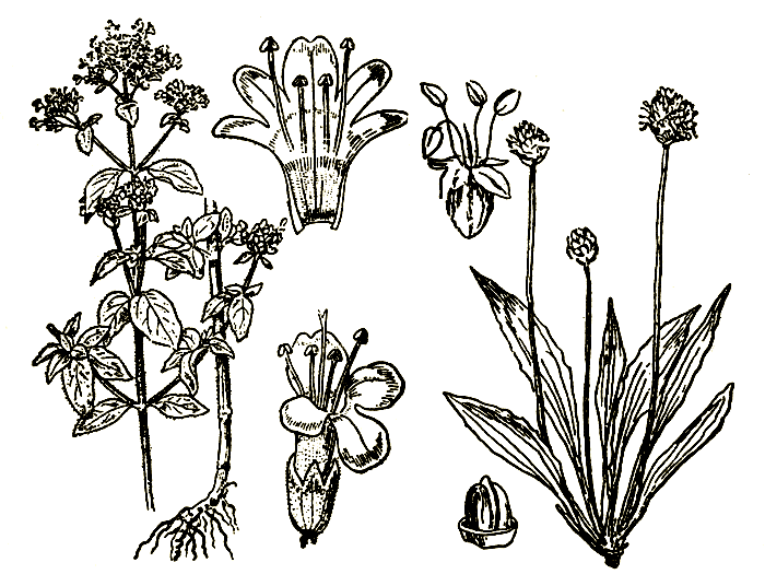 Рис. 30. Origanum vulgare — душица обыкновенная