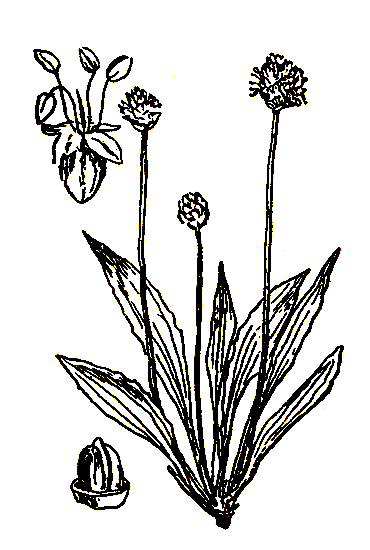 Рис. 31. Plantago lanceolata — подорожник ланцетолистный