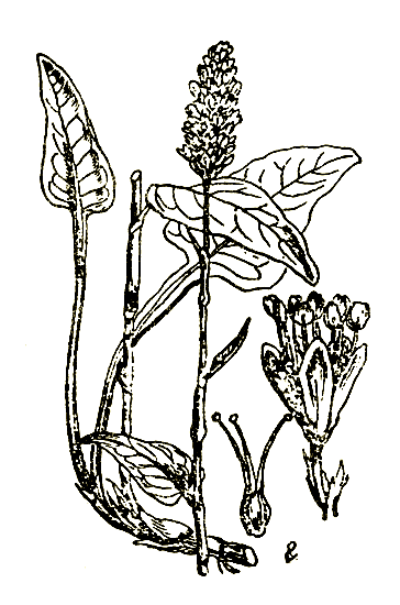 Рис. 34. Polygonym bistorta — раковые шейки