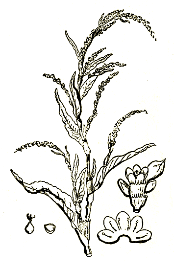 Рис. 35. Polygonum hidropiper — водяной перец