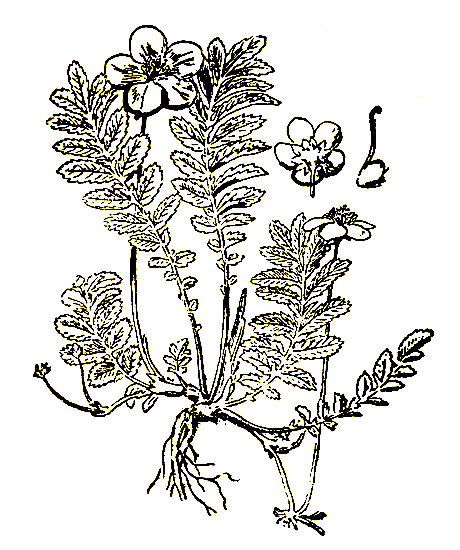 Рис. 36. Potentilla anserina — лапчатка гусиная
