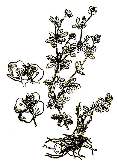 Рис. 37. Potentilla tormentilla - лапчатка узик
