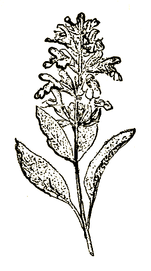 Рис. 40. Salvia officinalis L. — шалфей лекарственный