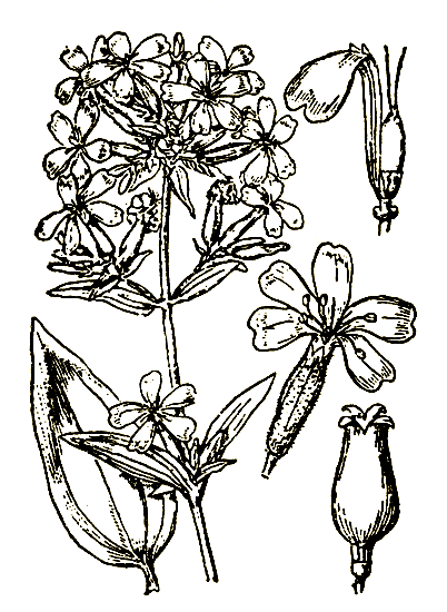 Рис. 41. Saponaria officinalis — мыльнянка лекарственная