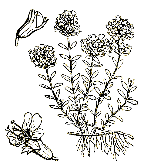 Рис. 44. Thymus serpyllum— тимьян обыкновенный