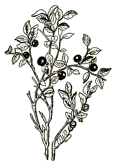 Рис. 47. Vaccinlum myrtiiius L. — черника