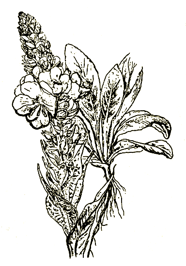 Рис. 50. Verbascum thapsiforme Schrad. — коровяк скипетровидный
