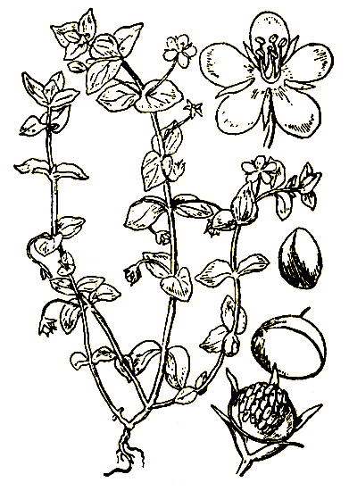 Рис. 52. Anagalis arvensis - очный цвет полевой