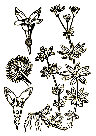 Рис. 53. Asperula odorata - ясменник пахучий