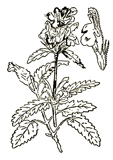 Рис. 54. Betonfca officinalis — буквица лекарственная