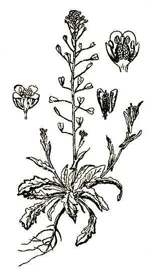 Рис. 55. Capsella bursa pastoris - пастушья сумка
