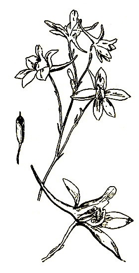 Рис. 56. Delphinium consolida — живокость полевая