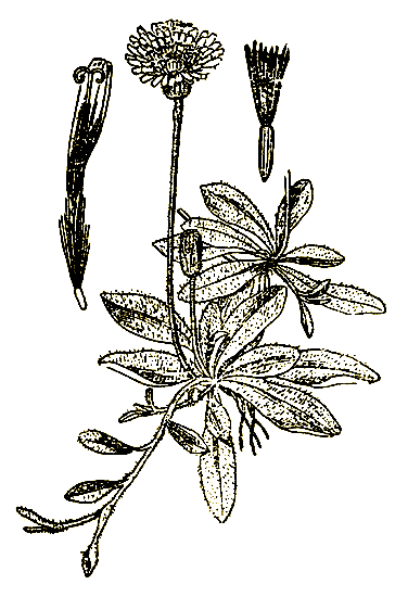 Рис. 57. Hieracium pilosella L. — ястребинка волосистая