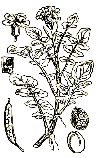 Рос. 60. Nasturtium offictnaie - жеруха водная