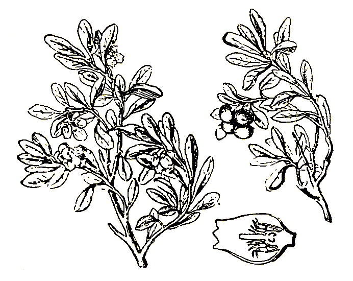 Рис. 62. Arctostaphylos uva ursi - толокнянка обыкновенная
