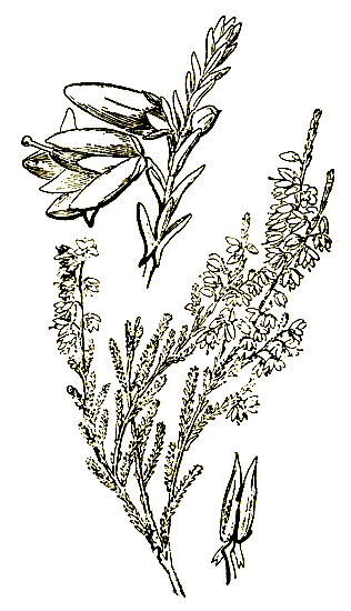 Рис. 63.  Calluna vulgaris - вереск обыкновенный