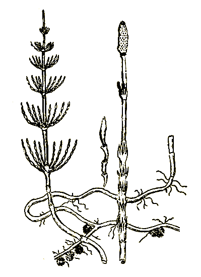 Рис. 64. Equisetum arvense — хвощ полевой