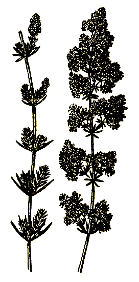 Рис. 65. Calium verum — подмаренник настоящий