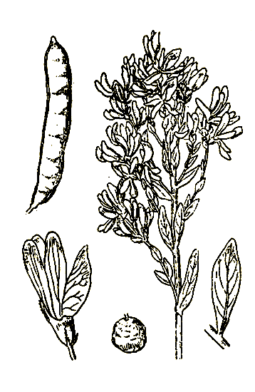 Рис. 66. Genista tinctoria — дрок красильный