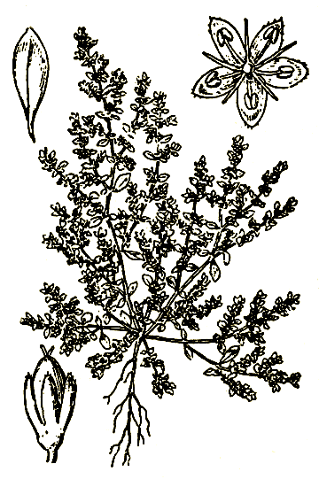 Рис. 67. Herniaria glabra — грыжник голый