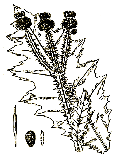 Рис. 70. Onopordon acanthium — татарник колючий