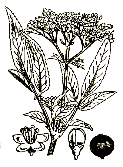 Рис. 71. Sambucus ebulus — бузина травянистая