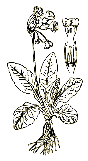 Рис. 76. Primula officinalis — первоцвет лекарственный